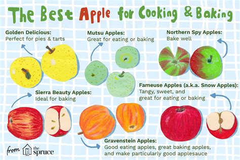 Choosing the Ideal Apple Variety for Your Harvest