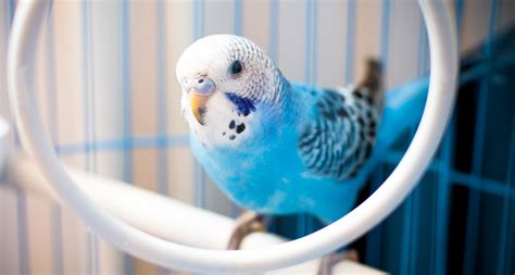 Choosing the Ideal Bird to Suit Your Lifestyle