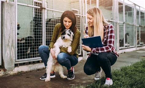 Choosing the Ideal Canine Companion: Key Factors to Consider Before Welcoming a Furry Friend into Your Home