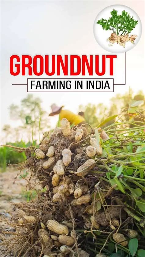 Choosing the Ideal Location and Soil for Successful Groundnut Cultivation