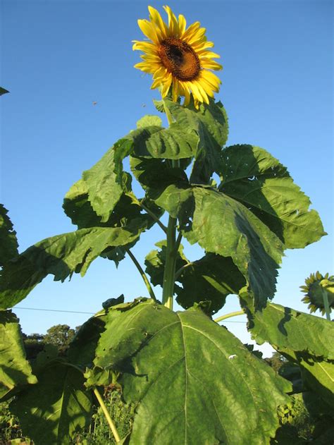 Choosing the Ideal Location for Sunflowers