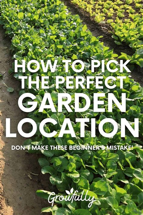 Choosing the Ideal Location for Your Fruit Grove