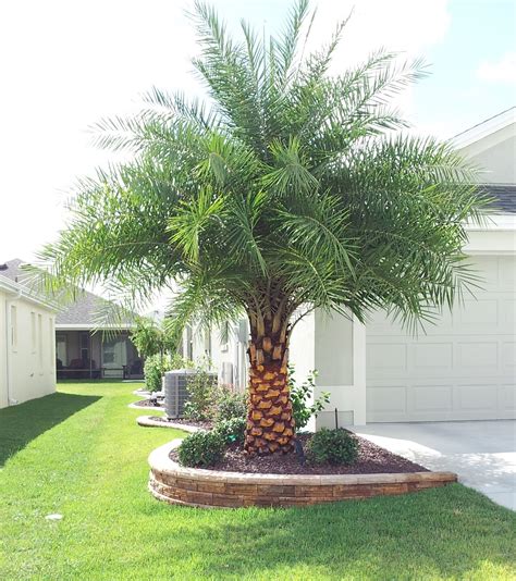 Choosing the Ideal Location for Your Palm Tree