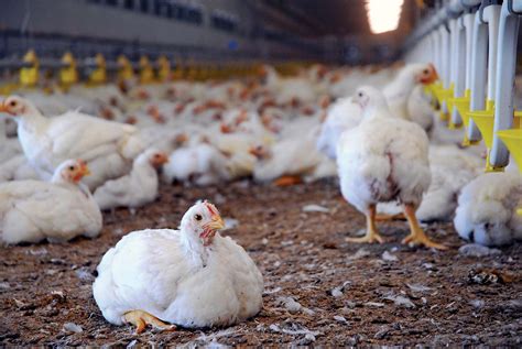 Choosing the Ideal Poultry