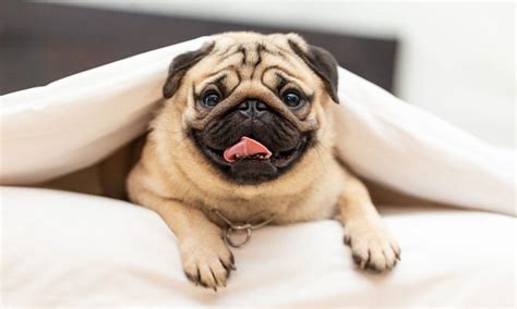 Choosing the Ideal Pug Companion for Your Lifestyle