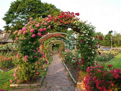 Choosing the Ideal Spot for Your Crimson Rose Garden