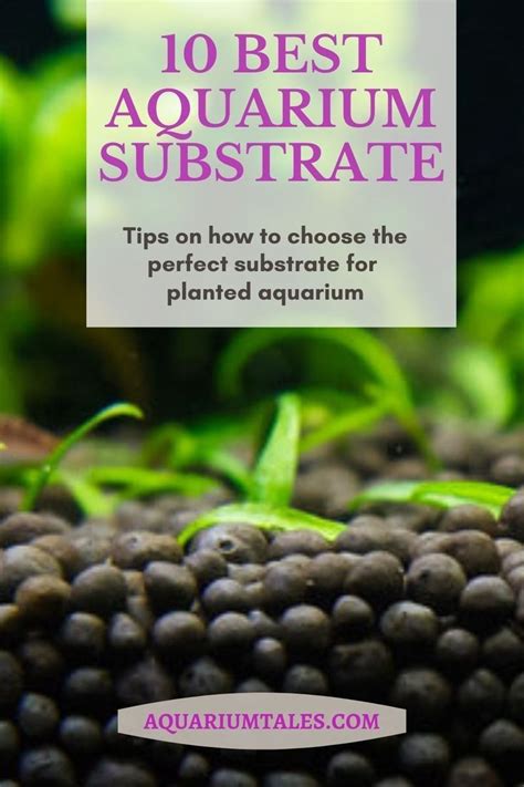 Choosing the Ideal Substrate and Decorations