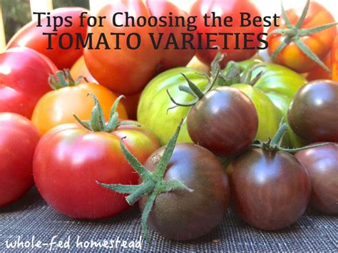 Choosing the Ideal Tomato Varieties to Maximize Your Earnings