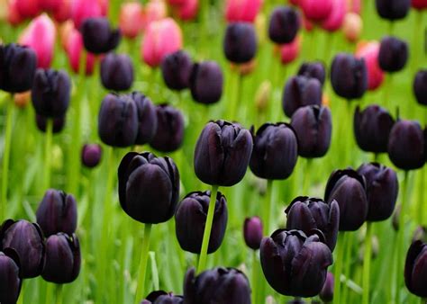 Choosing the Ideal Tulip Varieties for Your Spectacular Garden