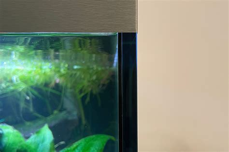 Choosing the Perfect Aquarium: Size, Shape, and Material