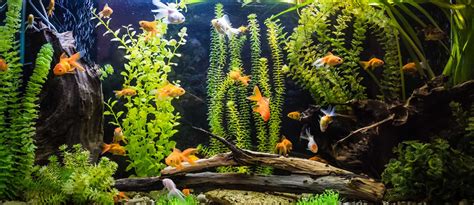 Choosing the Perfect Aquarium for Your Home