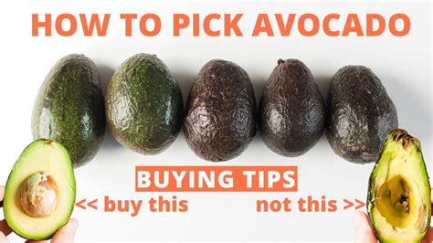 Choosing the Perfect Avocado Variety for Your Garden