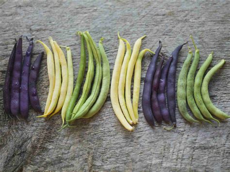 Choosing the Perfect Bean Variety for Your Garden