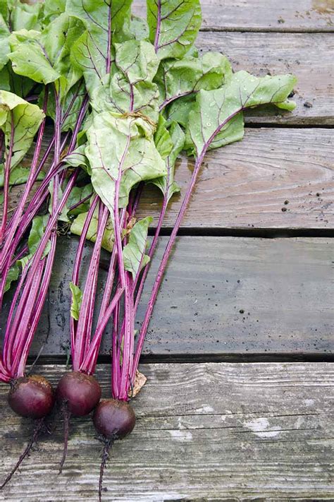 Choosing the Perfect Beetroot Variety for Your Garden