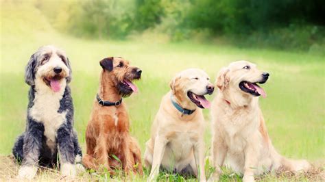 Choosing the Perfect Breeds for Your Multi-Dog Household