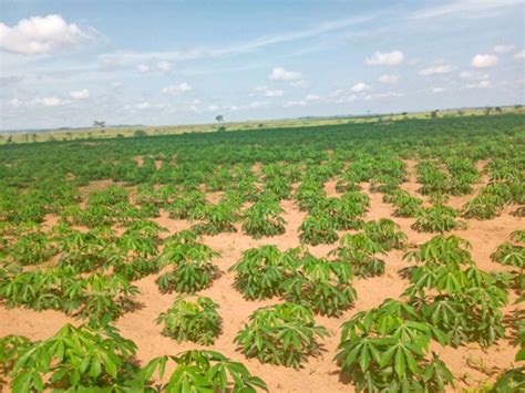 Choosing the Perfect Cassava Variety for Optimal Profitability