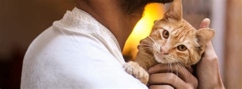 Choosing the Perfect Feline Companion for Your Lifestyle