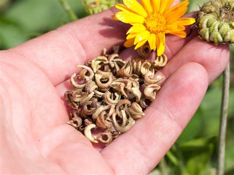 Choosing the Perfect Flower Seeds to Bring Your Garden Fantasies to Life