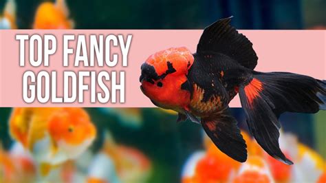 Choosing the Perfect Goldfish Breed for Your Custom Creation