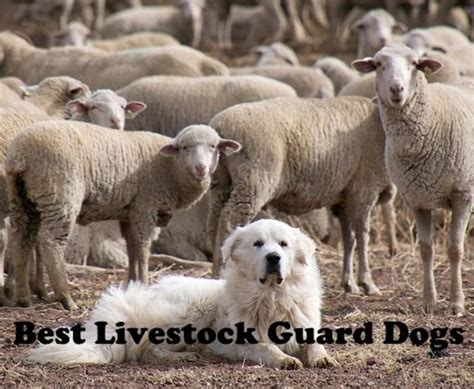 Choosing the Perfect Guardian Animals for Safeguarding Sheep