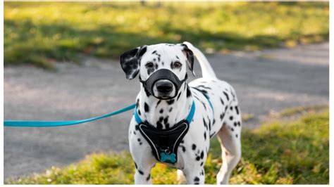 Choosing the Perfect Leash for Your Canine Companion