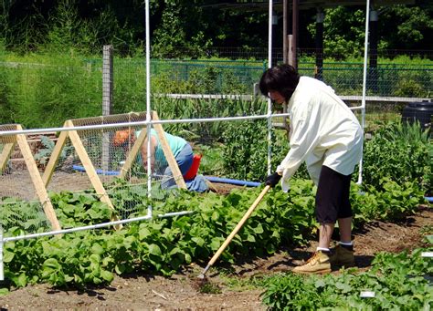 Choosing the Perfect Location for Your Vegetable Garden