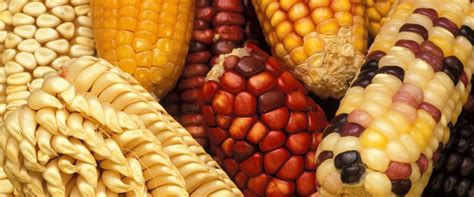 Choosing the Perfect Maize Variety for Optimal Growth