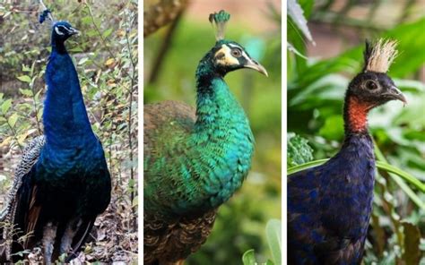 Choosing the Perfect Peacock Species for Indoor Keeping