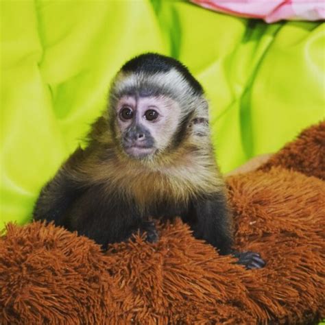 Choosing the Perfect Primate Companion