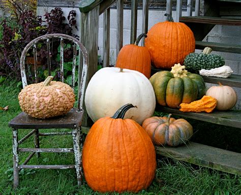 Choosing the Perfect Pumpkin Varieties for Your Garden