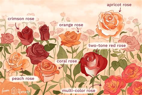 Choosing the Perfect Rose Variety for Your Dream Garden