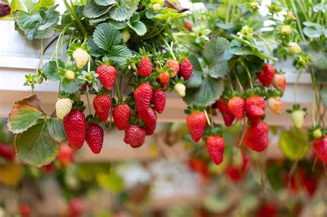 Choosing the Perfect Strawberry Variety for Your Gardening Aspirations