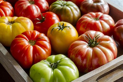 Choosing the Perfect Tomato Varieties: From Beloved Heirlooms to Innovative Hybrids