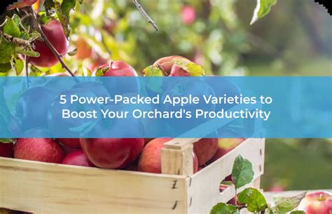 Choosing the Perfect Varieties for Your Apple Orchard