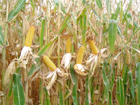 Choosing the Perfect Variety for Your Maize Field