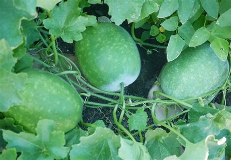 Choosing the Perfect Winter Melon: Tips for Optimal Quality