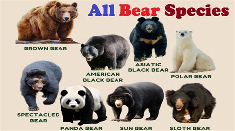 Choosing the Right Bear Species: Which One Is the Perfect Match for You?