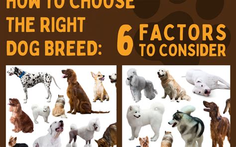 Choosing the Right Breed: Factors to Consider