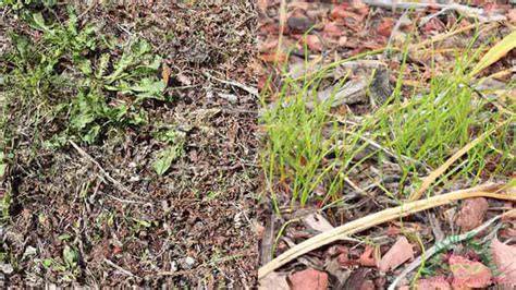 Choosing the Right Mulch for Effective Weed Control