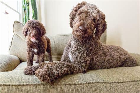 Choosing the Right Poodle Breed to Suit Your Lifestyle