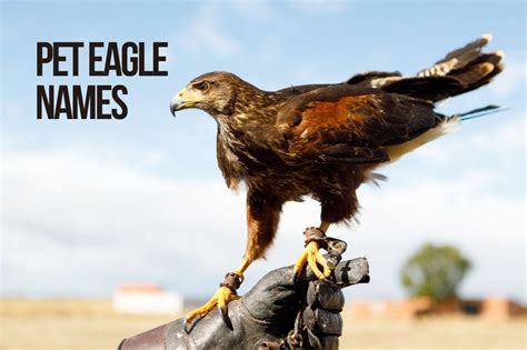 Choosing the Right Species: Finding the Perfect Pet Eagle for You