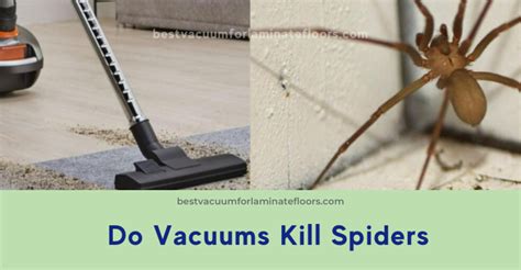 Choosing the Right Vacuum for Effective Spider Elimination