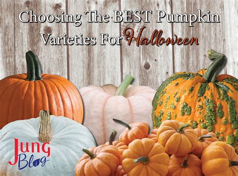 Choosing the Right Variety of Pumpkin Seeds