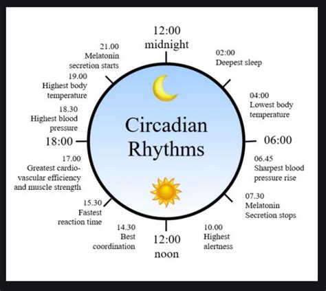 Circadian Rhythms: Deciphering the 24-Hour Internal Chronometer