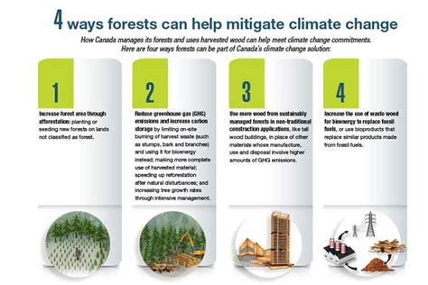 Climate Crisis: The Role of Trees in Mitigating Environmental Catastrophe