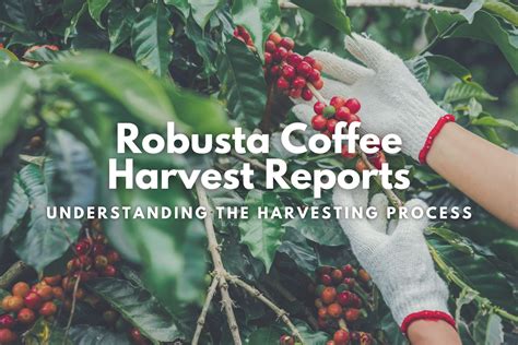 Coffee Harvest Tourism: Embarking on the Ultimate Coffee Adventure