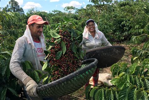 Coffee Harvesting Around the World: Discovering Global Hotspots