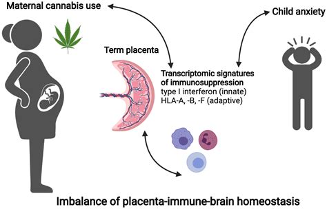 Cognitive and Behavioral Problems: The Association Between Maternal Cannabis Use and Child Development