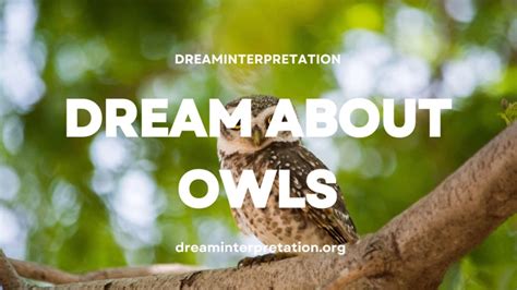 Common Dream Scenarios of Rescuing Owls and Their Interpretations