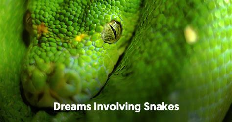 Common Emotions and Reactions in Dreams of Snakes Mating